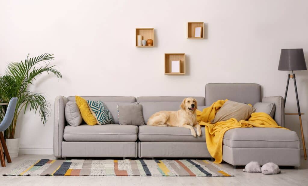 Interior moderno de sala de estar bem colorida e com tapete também colorido. Lindo Golden Labrador Retriever no sofá